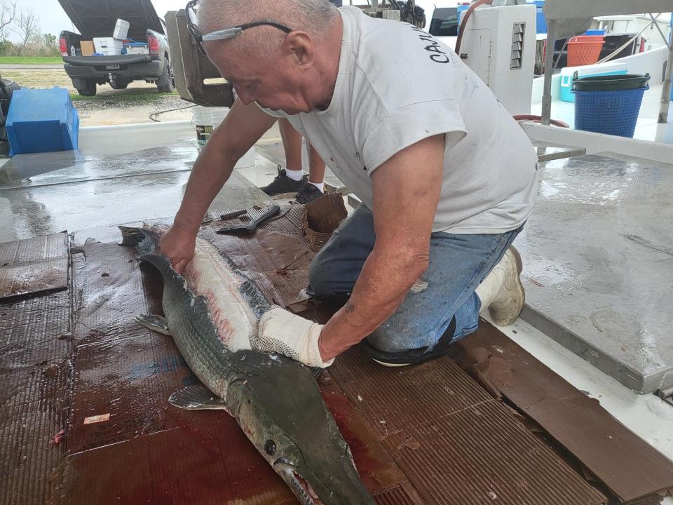 Terry Parfait butchers a 60 lbs alligator gar, March 5, on a shrimp boat in Dulac.