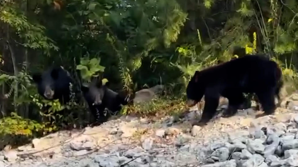 A photo of the family of bears looking for food. (Joseph Barron)