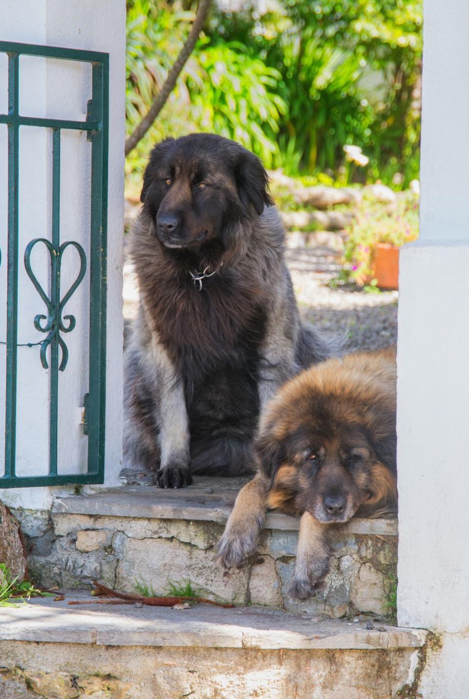 are caucasian shepherds good guard dogs and pets
