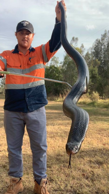 A snake catcher came across a huge red-bellied black at Brisbane's Belmont Shooting Range.