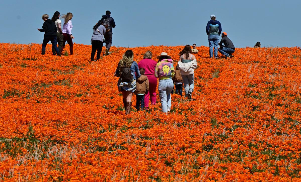 Wildflower super bloom returns to California after rainy winter