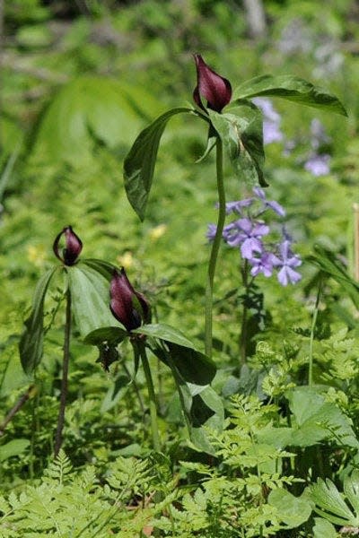 Prairie trilliums, with their unmistakable recurved maroon petals, and showy woodland phlox share center stage in wooded settings.