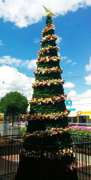 The tree before the climb. Source: Supplied.