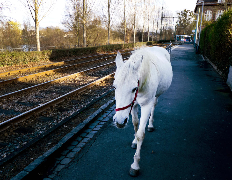 FILE-In this March 8, 2019 file photo 22-year-old Arabian mare Jenny walks home from her daily tour in the surroundings of Frankfurt, Germany. Jenny's owner opens the stable door for the horse every morning and the animal decides for itself where she wants to spend the day. (AP Photo/Michael Probst)