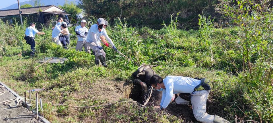 消防員、警方及漁護署接報到場救牛。（土生土長錦田人專頁相片）