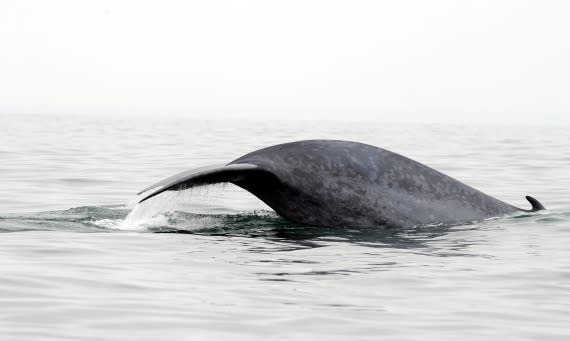 Blue whales do a graceful turn before lunging at their prey from below, a new study finds.