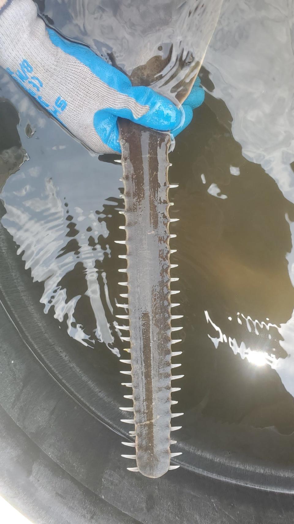 Sawfish have a rostrum, an extended "nose" that looks like a chainsaw.