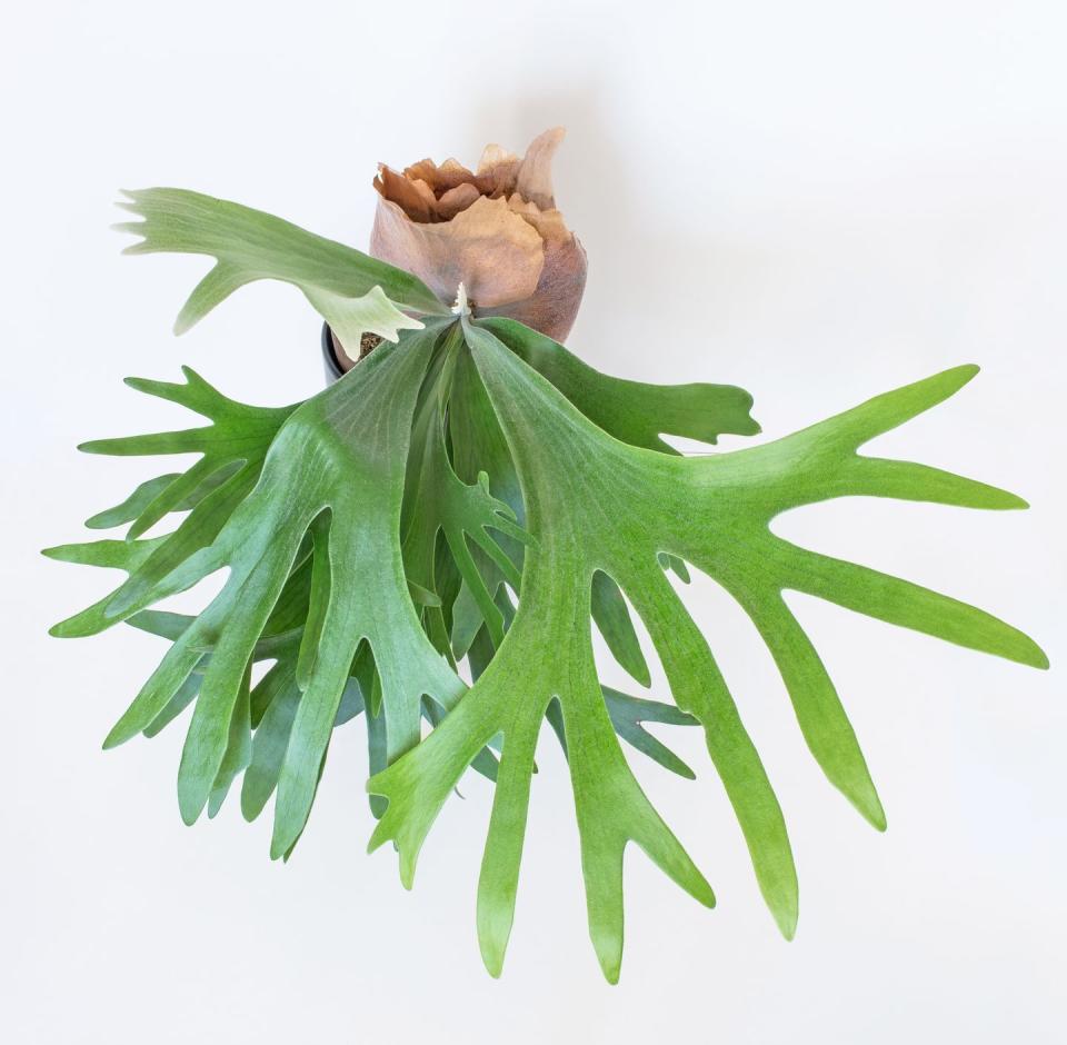 best indoor and outdoor hanging plants staghorn fern