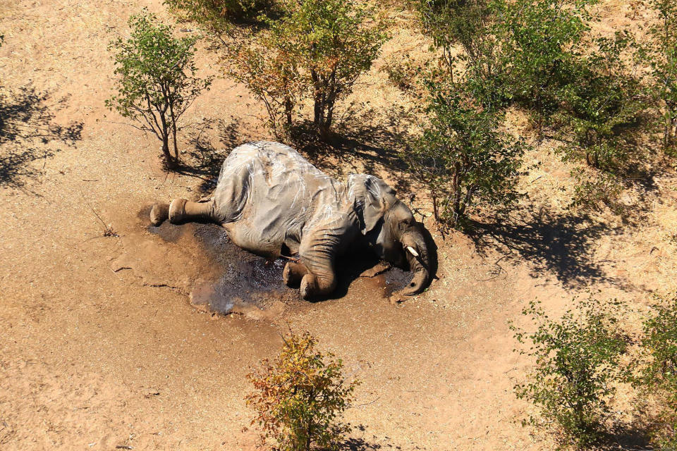 Image: The carcass of one of the many elephants which have died mysteriously in the Okavango Delta in Botswana. (AP)