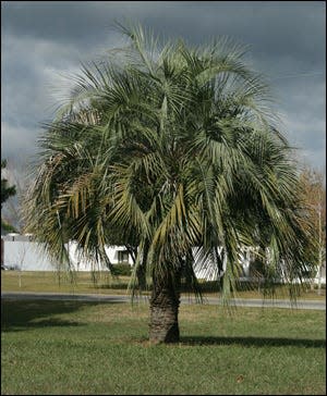 Looking for an alternative to planting a queen palm? Try a pindo palm.