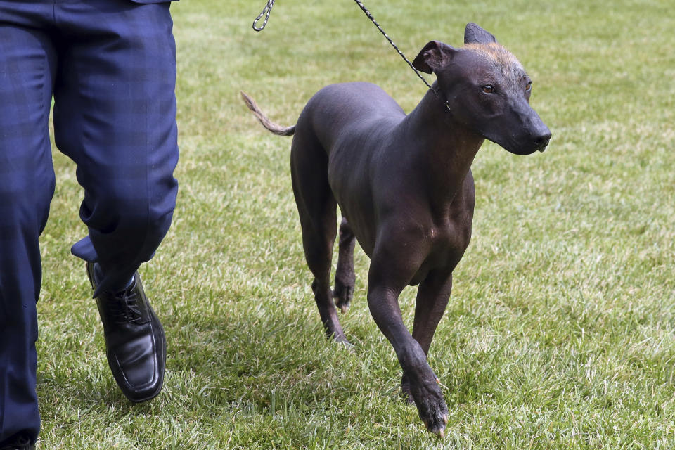A Xoloitzcuintli competes at the Westminster Kennel Club Dog Show, Tuesday, June 21, 2022, in Tarrytown, N.Y. The Xolo, as it's known for short, is an often hairless breed that originally comes from Mexico.(AP Photos/Jennifer Peltz).