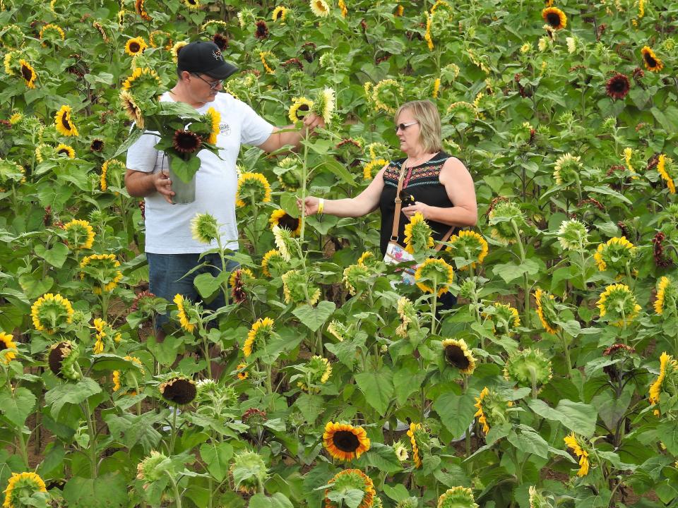 Timothy and Rebecca Miller of Howard pick sunflowers to take home from the Coshocton Sunflower Festival in 2021. The festival ends the summer season of tourism every year.