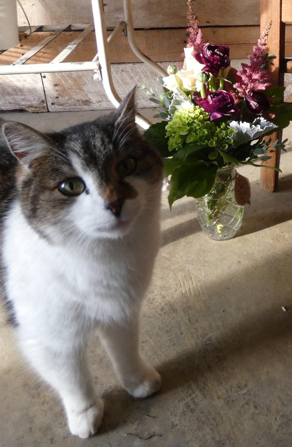 Rubble the cat checks out a fresh floral arrangement at Sarah's Scapes, 2082 Wyandot Road.