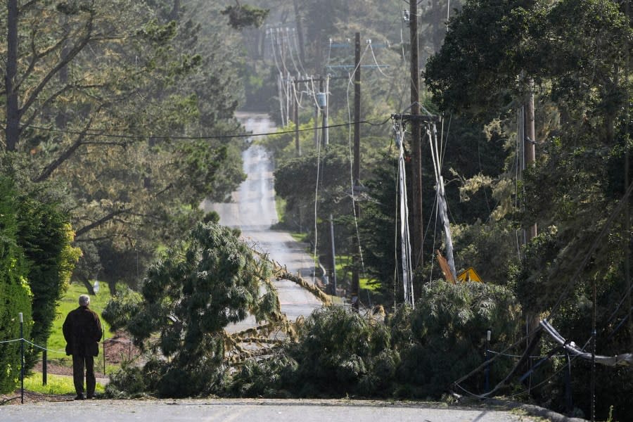 A man looks toward a fallen tree and power lines blocking a road in Pebble Beach, Calif., Sunday, Feb. 4, 2024. (AP Photo/Ryan Sun)