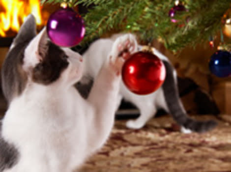 Bad kitty! Breakable ornaments are just one holiday hazard for pets.