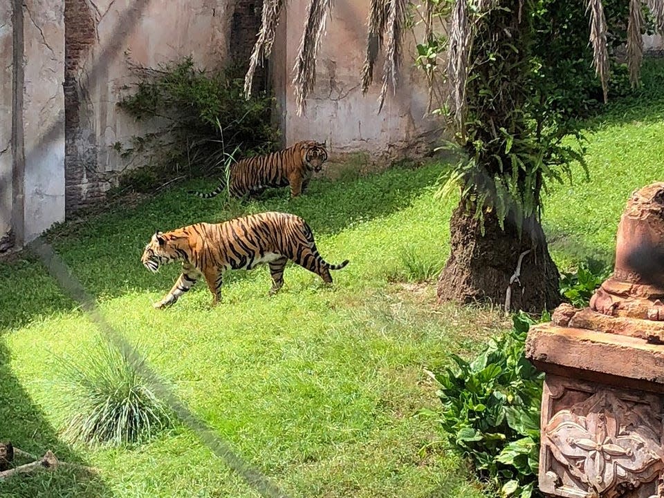 tigers roaming in the Maharajah Jungle Trek at animal kingdom