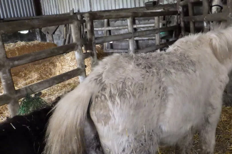 The coat and skin of some of the horses was in a poor condition, and some animals were infested with lice -Credit:RSPCA