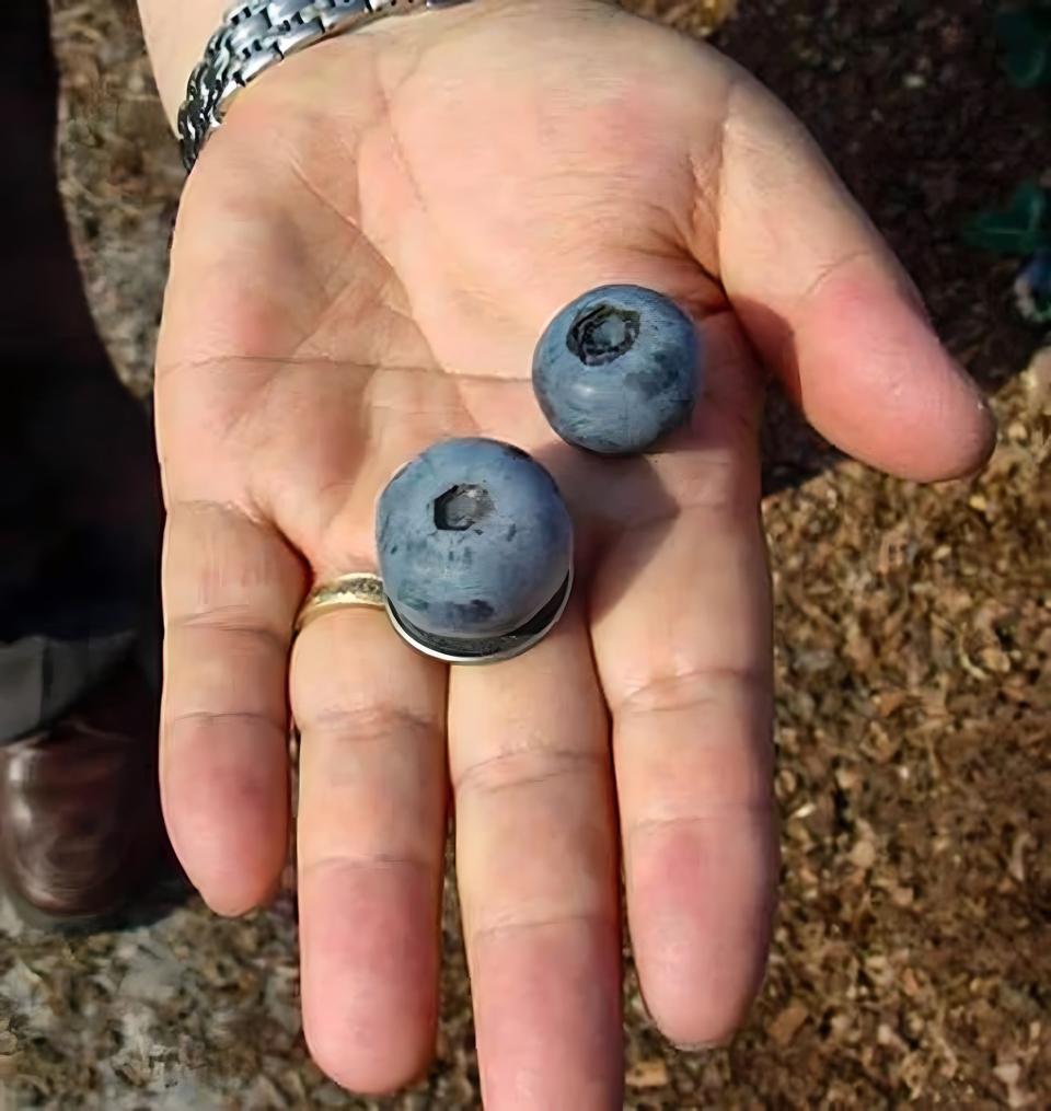 The University of Georgia developed ‘Titan’ – a blueberry varietal that can produce fruit as large as a quarter.