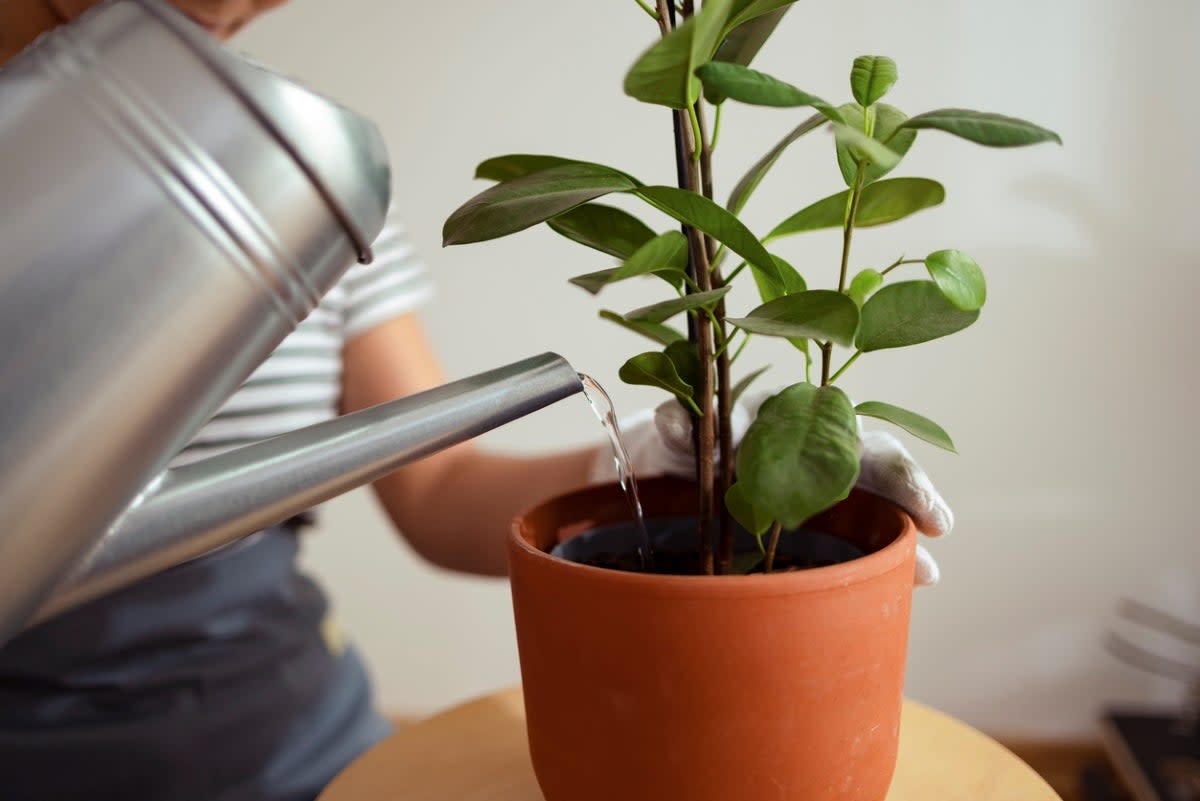 Person using silver water can to water potted plant.