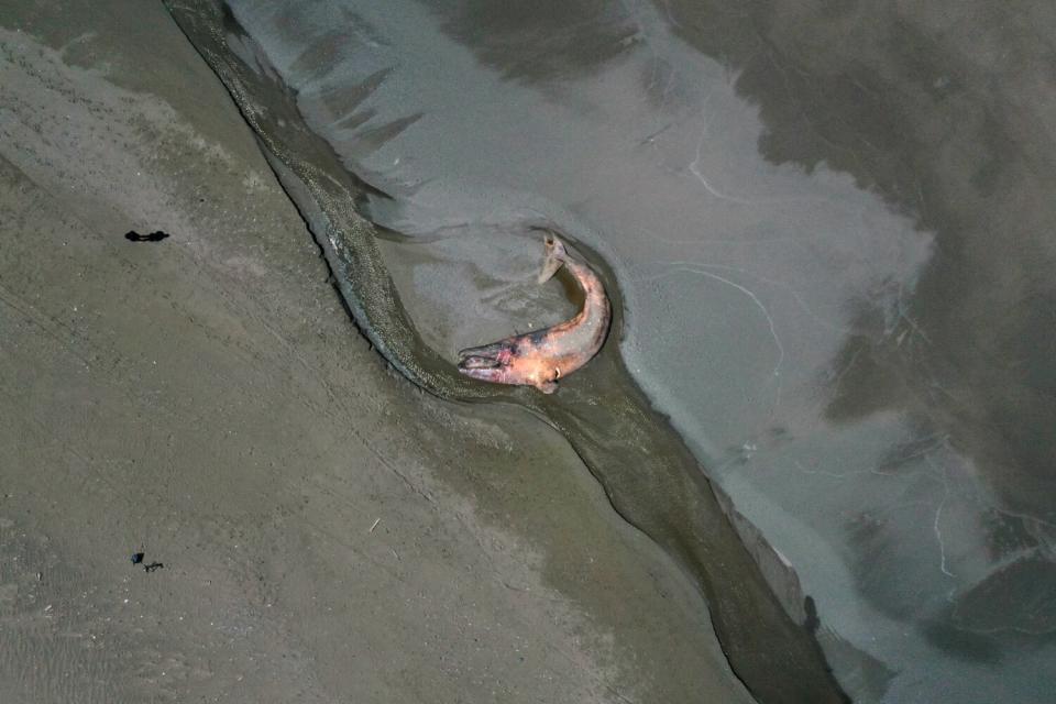 A dead whale lays in wet sand.