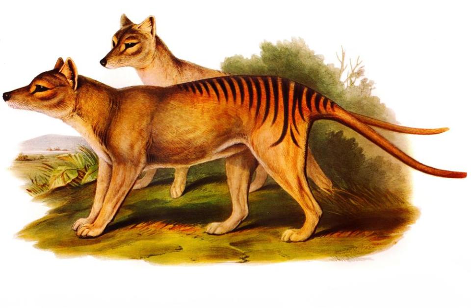 An illustration of two Tasmanian tigers. The creatures were driven to extinction after a government bounty was put on its head.