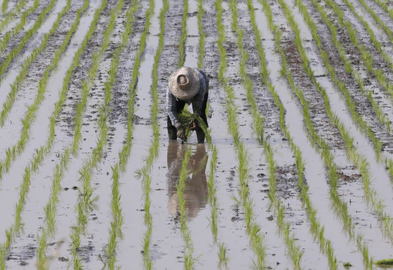 FILE PHOTO: Farmer plants rice in a paddy field in Thailand's Nakhonsawan province