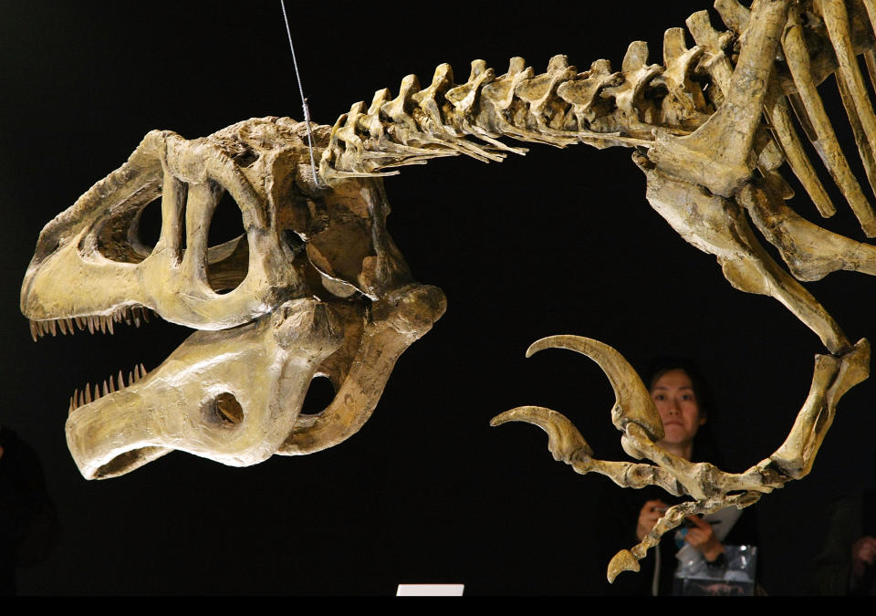 Modell eines Megaraptor namunhuaiquii Skeletts in einer Prähistorischen Ausstellung. (Bild: Junko Kimura/Getty Images)