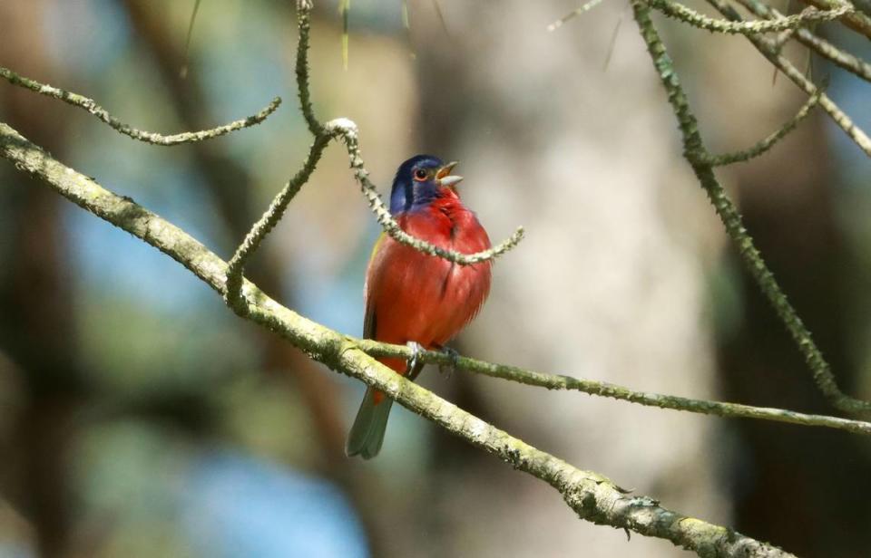 A single Painted Bunting returned to Dorothea Dix Park after making a rare appearance in the Raleigh, NC park last summer, drawing hundreds of birders from around the state to try and capture images of the beautiful bird. Painted Bunting, sometimes called the ‘Nonpareil,’ meaning ‘unrivaled,’ describes the unbelievable colors of a species rarely seen in North Carolina,