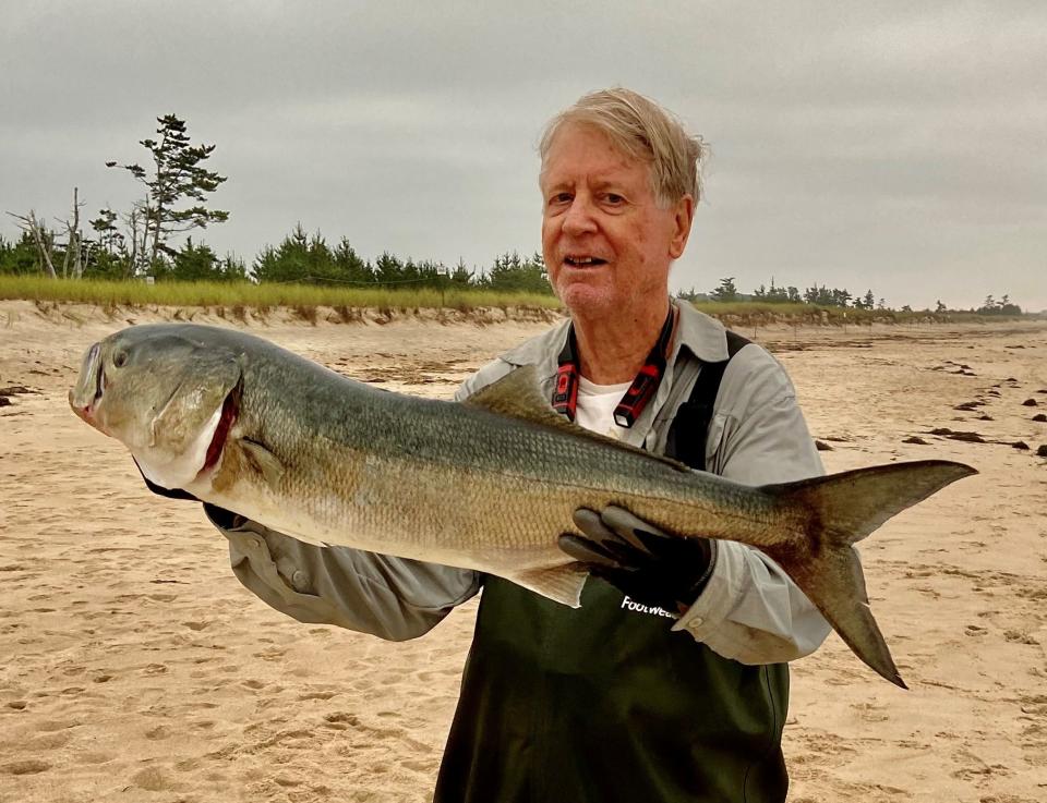 Gil Bell of South County with the 37-inch bluefish he caught from the surf.