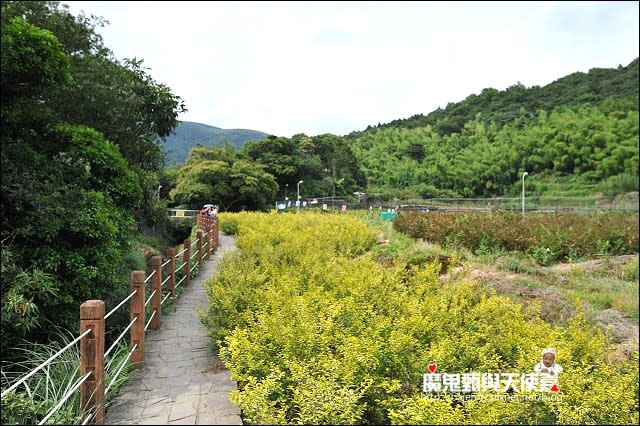 陽明山竹子湖繡球花地圖懶人包~2015/6/9花況（上篇）