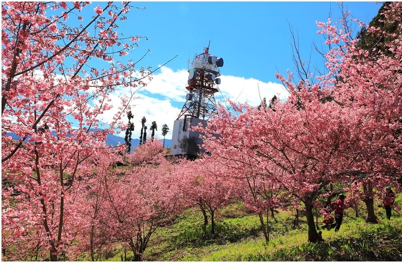 福壽山農場千櫻園