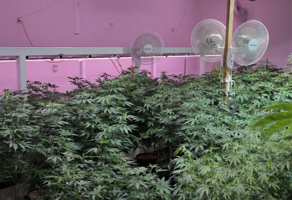 Young marijuana plants sit under fans in one of the grow rooms in November 2020 at New Mexico Alternative Care in Farmington, one of more than 150 cannabis-related businesses in the state.