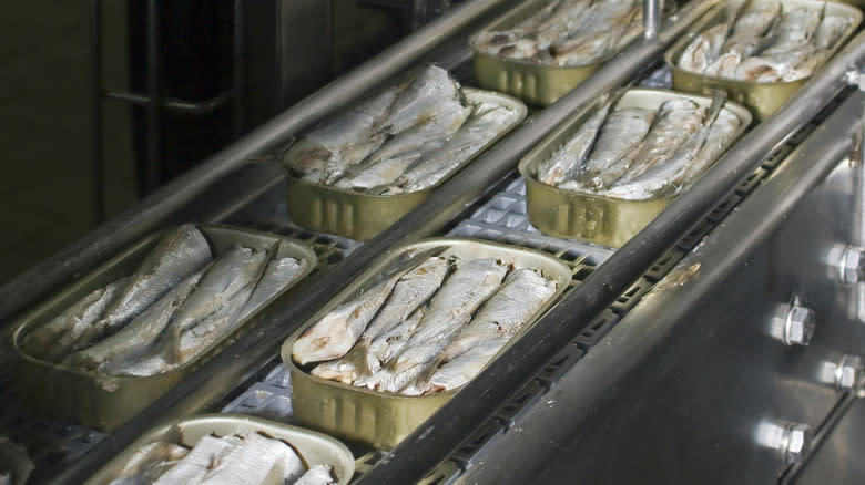 Batches of sardines being canned