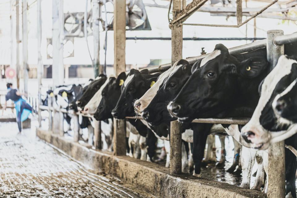 Withdrawal periods are intended to ensure no component of the vaccine is present in the animal’s body before milking or slaughter. <a href="https://www.gettyimages.com/detail/photo/dairy-cows-ready-for-milking-royalty-free-image/1267197465" rel="nofollow noopener" target="_blank" data-ylk="slk:kolderal/Moment via Getty Images;elm:context_link;itc:0;sec:content-canvas" class="link ">kolderal/Moment via Getty Images</a>