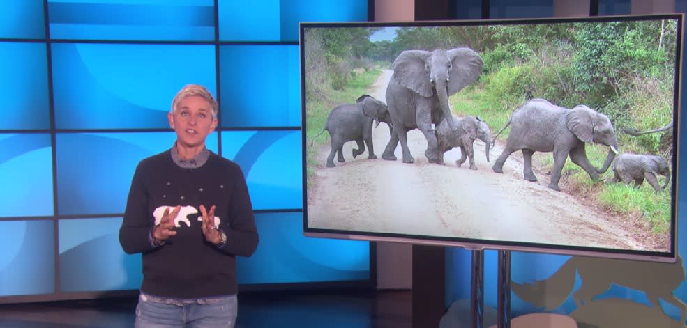 Ellen will donate money for every person who tweets #BeKindToElephants