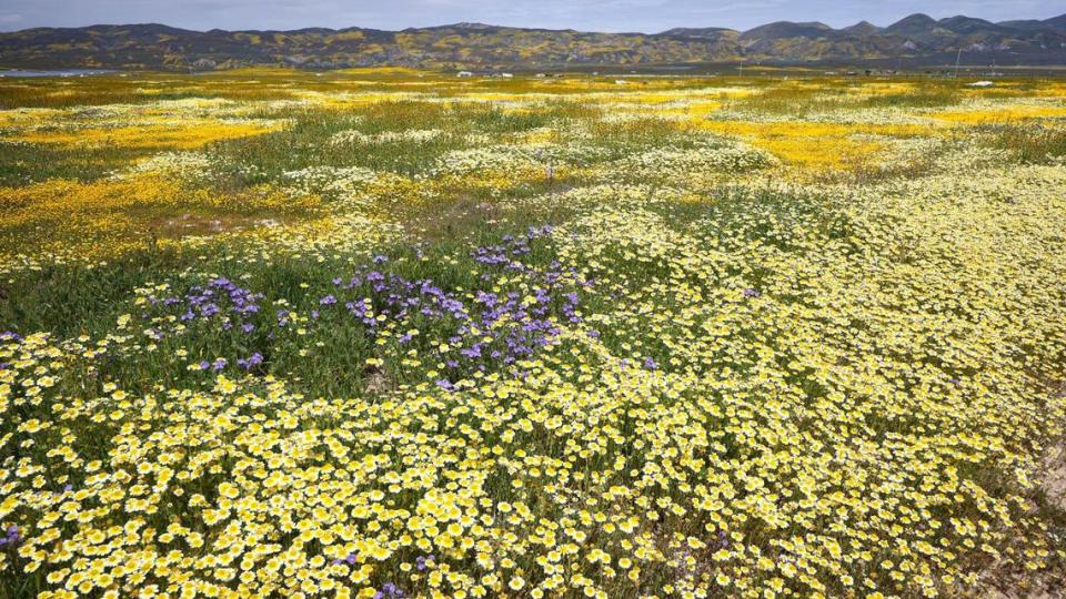 Tidy tips fill the foreground in California Valley as the Temblor range rises in background. Wildflower fans turned out along Highway 58 on April 7, 2023. A series of drenching atmospheric river storms filled creeks and made for a solid wildflower season.