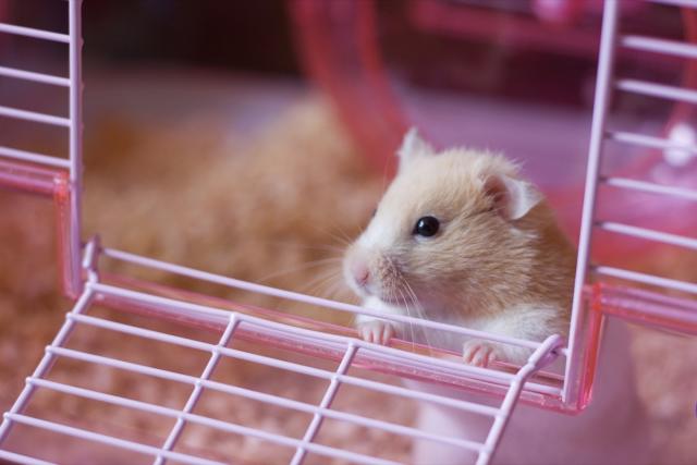 Reasons You Shouldn't Get a Pet Hamster – denim33