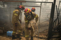 A firefighter evacuates a goat during a wildfire, in Acharnes a suburb of northern Athens, Greece, Wednesday, Aug. 23, 2023. (AP Photo/Thanassis Stavrakis)