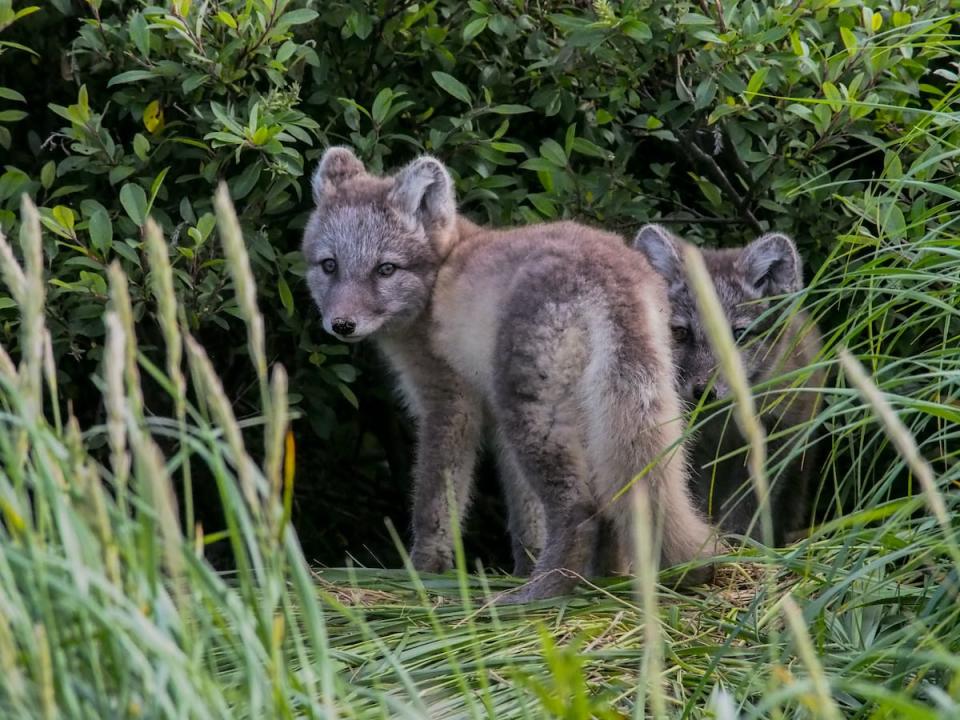 Arctic fox cubs peer at the camera from the edge of a clump of shrubs near a den site.