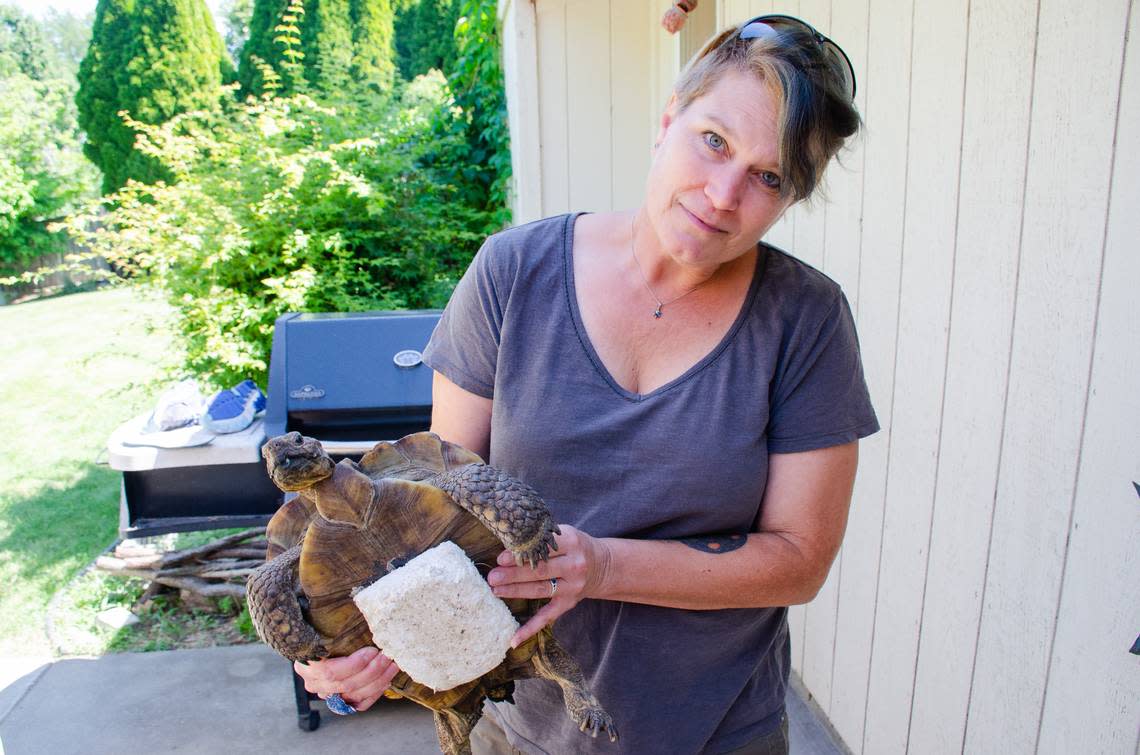 Northwest Tortoise nonprofit founder Terese Meyer shows the underside of Minty, a gopher tortoise who’s been with the sanctuary for four years. Minty suffers from metabolic bone disease due to malnutrition. A piece of foam attached to her underside helps her get around, Meyer said.