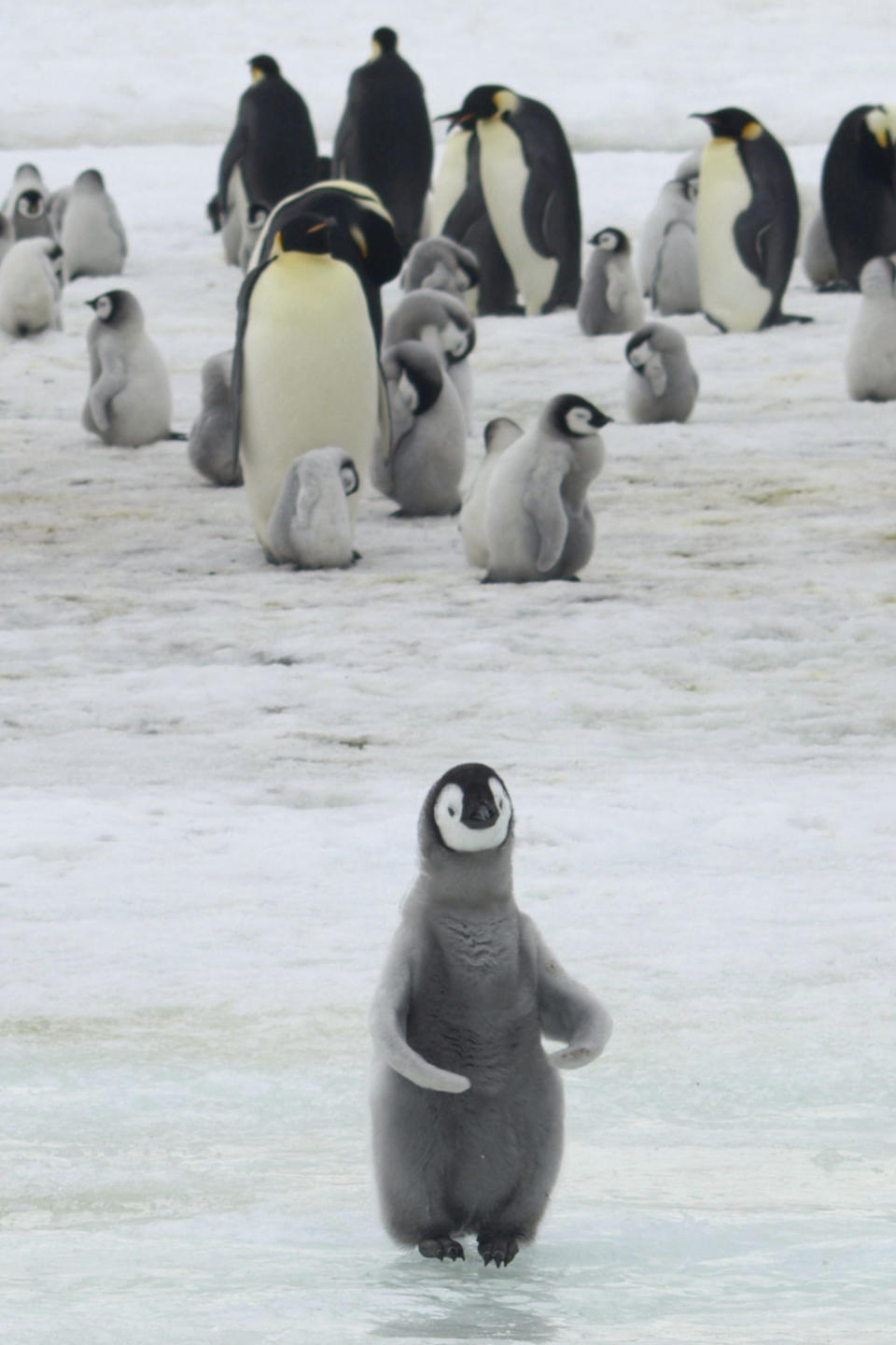 CORRECTS TO SNOW HILL, NOT HALLEY BAY - This 2010 photo provided by the British Antarctic Survey shows emperor penguins and chicks at the Snow Hill Island colony, on the northern Antarctic Peninsula,. A study released on Wednesday, April 24, 2019 finds that since 2016 there are almost no births at Halley Bay, the second biggest breeding ground for emperor penguins. Numbers are booming nearby, but it doesn’t make up for the losses at this site. (Peter Fretwell/British Antarctic Survey via AP)