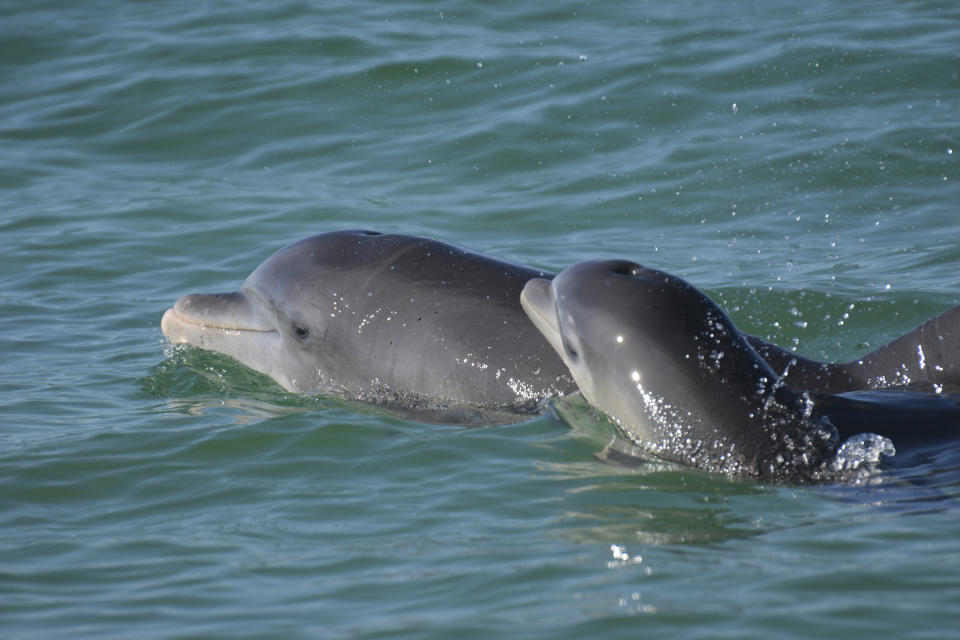 In this undated photo, bottlenose dolphins swim in open waters off Sarasota Bay, Florida. Photo taken under NMFS MMPA Permit No. 20455 issued to the Sarasota Dolphin Research Program. A new study has found that female bottlenose dolphins change how they vocalize when addressing their calves. (Sarasota Dolphin Research Program via AP)