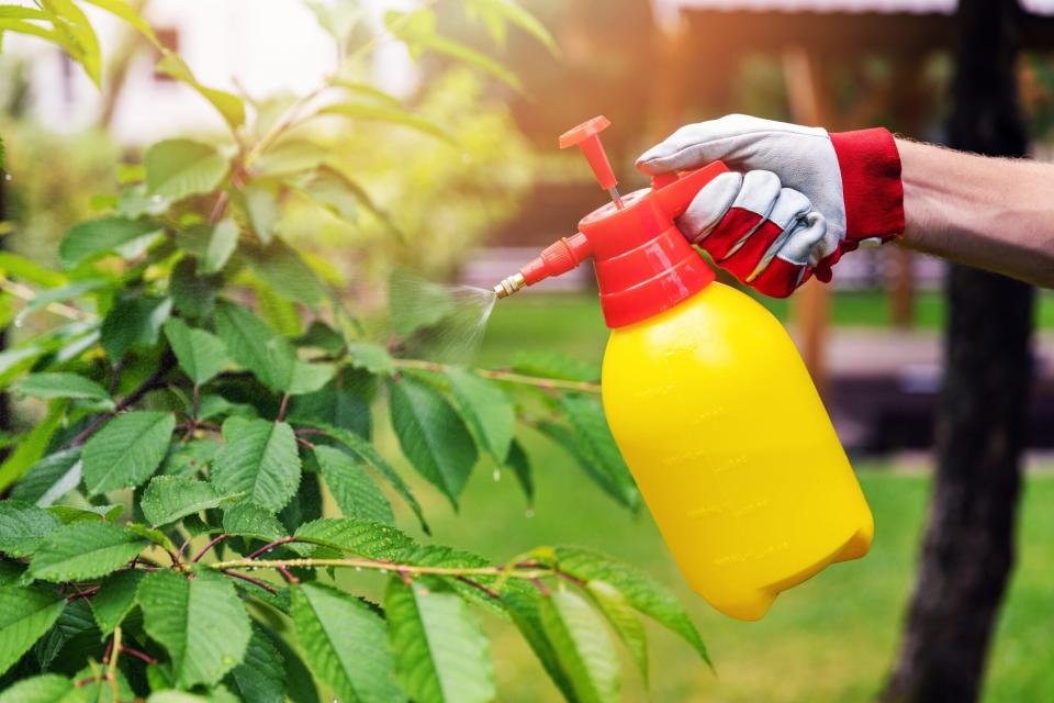 spraying garden with weed killer