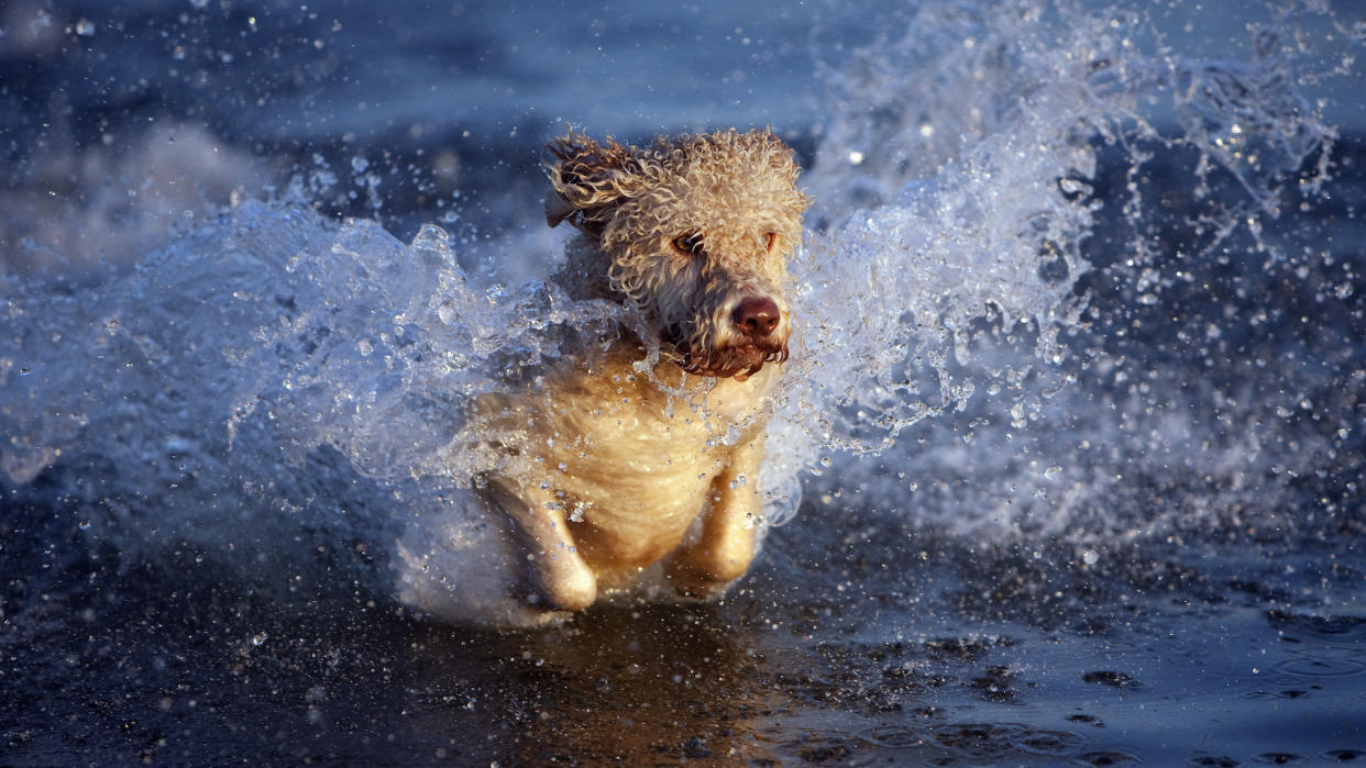  Portuguese water dog splashing in water. 