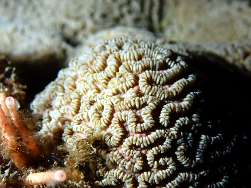 墾丁珊瑚產卵季 海生館觀察迷紋珊瑚 每年農曆3月23日「媽祖生」前後，正好是墾丁珊瑚 產卵時間點，海生館研究人員曝光迷紋珊瑚狀況。 （海生館提供） 中央社記者黃郁菁傳真  113年5月1日 