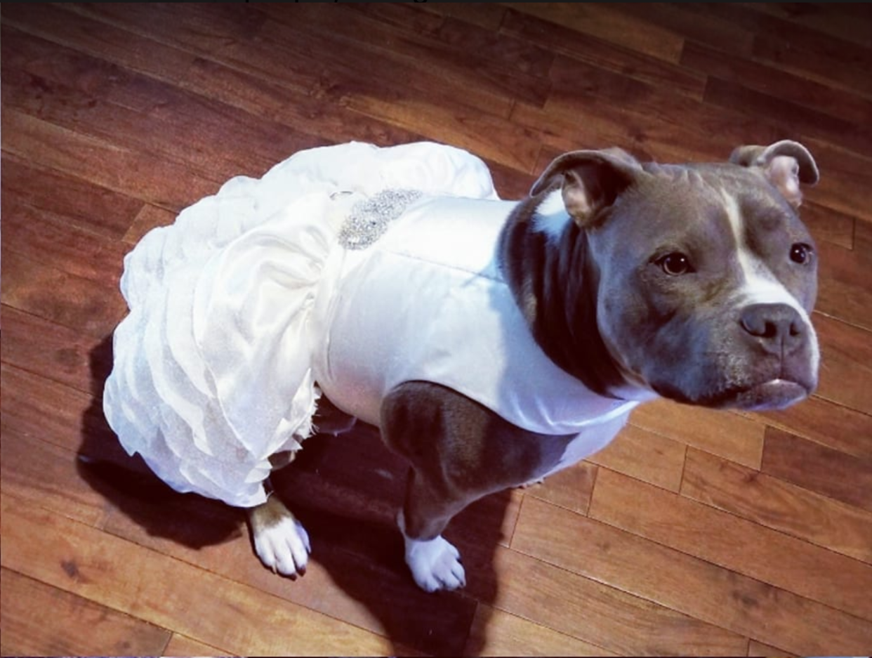 Jennifer Hindieh decided to buy a wedding dress for her pit bull Bailey, one she’ll wear to walk down the aisle. “She is my family,” she told the Dodo. (Photo: Facebook, Jennifer Hindieh)