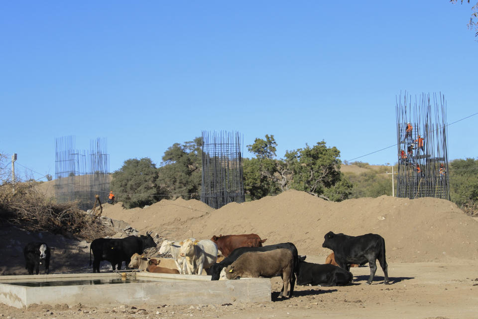 Cattle graze near construction for a new train line in northern Mexico, in San Lorenzo, Sonora state, Mexico, Monday, Nov. 13, 2023. Residents in the northern state of Sonora are battling the new train line which they say threatens to displace their homes and cut up the local ecosystem. (AP Photo/Luis Castillo)