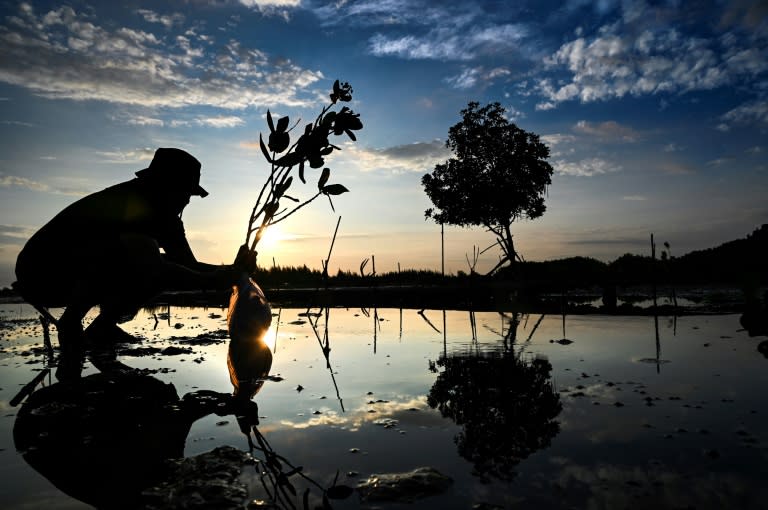 A man plants mangroves at a beach at Pekan Bada, Indonesia's Aceh province (CHAIDEER MAHYUDDIN)