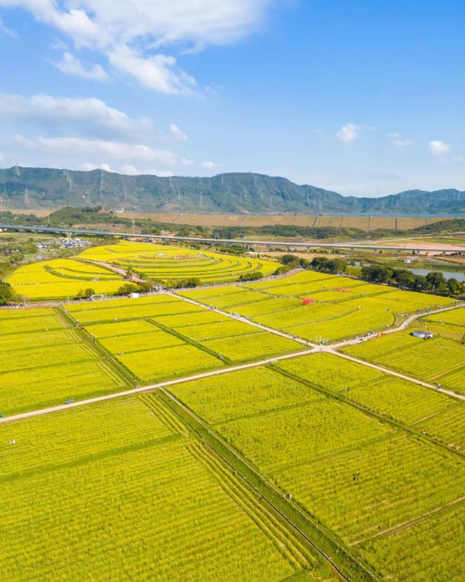 深圳好去處｜光明區過千畂金黃色油菜花田盛開！免費入場 彩色小火車穿梭花海 附最佳觀賞時間、交通方法