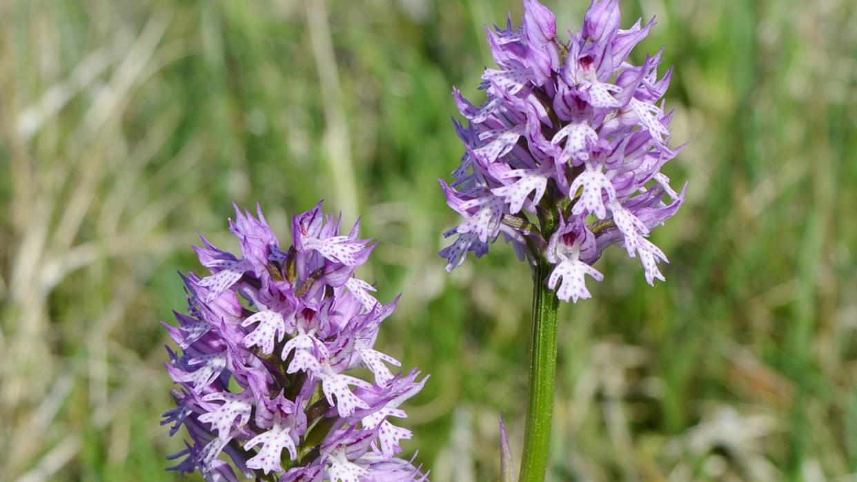 Das Dreizähnige Knabenkraut ist überwiegend in Mitteldeutschland verbreitet, vor allem im nördlichen Hessen und in Thüringen. Foto: Arbeitskreis Heimische Orchideen